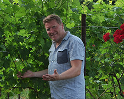 Pighin vineyard Pighin vineyard